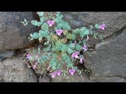 Image result for Canscora diffusa