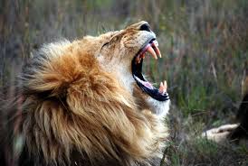We did not find results for: 11 Of The Loudest Animals On Earth