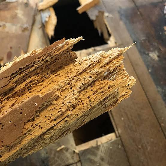 Woodworm can cause significant structural damage - Climate Solution