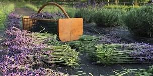 Lavender Wands