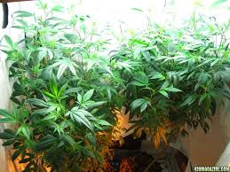 Maybe you would like to learn more about one of these? Home Depot T5 Vs 420 Magazine