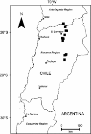 Image result for Oreophyton falcatum