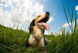 Hours may change under current circumstances Sunrise Pet Hospital Veterinarian In Anaheim Hills Ca Us