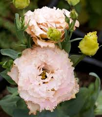 Image result for eustoma flamenco