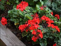 We did not find results for: Plant Id Flowers And Foliage Geranium Florida Master Gardener Volunteer Program University Of Florida Institute Of Food And Agricultural Sciences