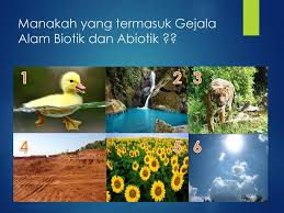 Soal ipa kelas 10 smk gejala alam biotik dan abiotik. Gejala Alam Biotik Dan Abiotik Ppt Download
