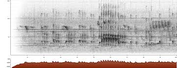 You can also find out more about the three pokémon sword and shield starters and their evolutions, check out our pokémon type chart for info on strengths and weaknesses. Grey And Buff Woodpecker Hemicircus Concretus Xeno Canto