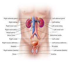 Anatomy ninja is an anatomy game based on medical illustrations, 3d images, radiographs and ct, mri images, that will help beginners as well as advanced players perfecting their lower and upper limb anatomy knowledge. Testicular Cancer Symptoms Diagnosis Treatment Urology Care Foundation