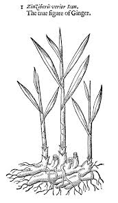 In retrospect, i should either not go off the page, or go off in more places. Botany Ginger Drawing By Granger