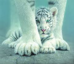 Great collection of jigsaws and math puzzles, mysterious mazes and labyrinths, intriguing visual logic games, easy handwriting worksheets and spot the difference activities, crosswords for kids, guess the word, rebuses, word search and many other brain teasers. White Tiger Jigsaw Puzzles Jigsaw Puzzles For Adults