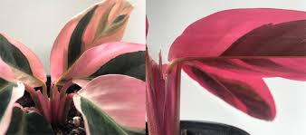 Image result for stromanthe