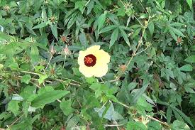 Image result for Hibiscus surattensis