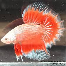 Show Betta 2018 Holland Betta Show Betta Siamese Fighting Fish Fish Pet