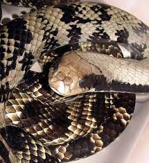 Herp Love Reptile Snakes Beautiful Snakes Snake