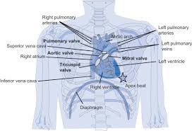 The first step to expand your heart space is to mobilize the ribcage. Apex Of The Heart An Overview Sciencedirect Topics