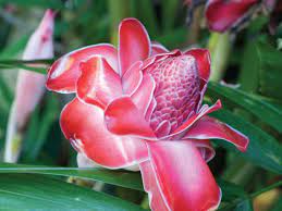 We did not find results for: Tropical Plants At The Hawaii Tropical Botanical Garden Hgtv