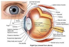 Image result for Ciliary Flush
