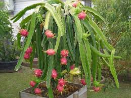 Some times we need a little fencing in for a little privacy from. Pitahaya Information Learn How To Grow Dragon Fruit Dummer Garden Manage Gfinger Es La App De Jardineria Mas Profesional