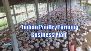 Indian Poultry Farming Business Plan How To Start Broiler Poultry Farm B Poultry Farm Farming Business Poultry