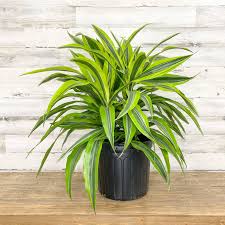 Image result for Dracaena