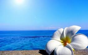 Plumeria Desktop Nexus Wallpapers Summer Desktop Backgrounds Computer Wallpaper Beach Wallpaper