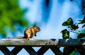 So you should take some steps to scare them away. Humane Ways To Get Rid Of Chipmunks Chipmunk Removal Methods