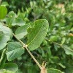 Image result for Cordia sinensis