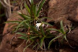 Image result for Xerophyta