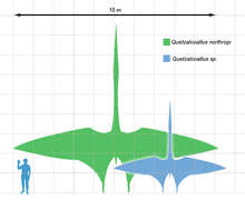 Check spelling or type a new query. Pterosaur Size Wikipedia