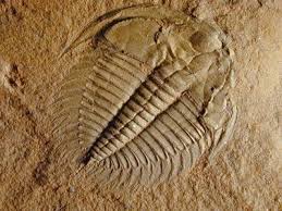 Oldest Animal Fossils Found In Lakes Conventional Wisdom Has It That The First Animals Evolved In The Ocean Now Resea Fossils Trilobite Trilobite Fossil