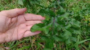 Image result for Solanum capsicoides