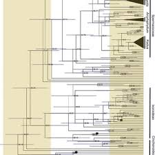 Image result for Hedythyrsus thamnoideus
