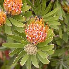 Image result for Leucospermum