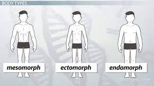 Body Types Mesomorph Ectomorph Endomorph Video Lesson Transcript Study Com
