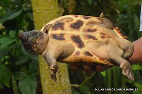 Image result for Stylochaeton tortispathus