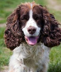 You can use short trimming shears to cut the hair in your dog's ears and avoid plucking. Dog With Curly Hair Ears