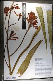 Image result for Asphodelaceae