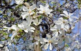 Baummagnolie Kubelpflanzen Topfgarten Pflanzen