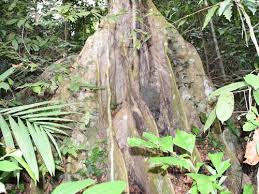 Image result for Platysepalum