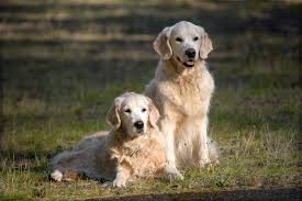 Since then, the breed has established itself as a wonderful. Golden Retrievers 10 Fun Facts About The Iconic Scottish Sporting Dogs