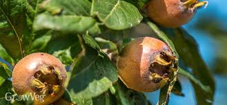 We did not find results for: In Praise Of Medlars Get The Most From These Delicious Fruit