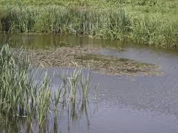 Image result for Wolffiella hyalina