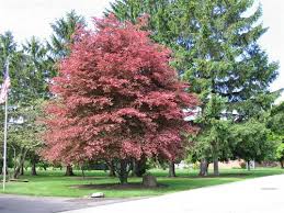 I have noticed that most branch. Burkharts Nursery Landscaping