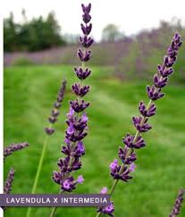 Image result for Lavandula