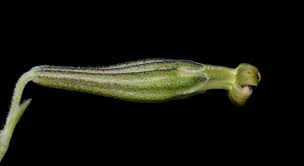 Image result for Silene burchellii