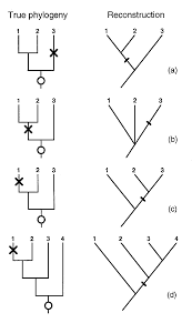 Image result for Megaloprotachne albescens