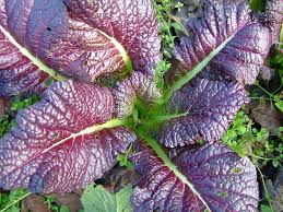 How To Grow Mustard Harvest To Table Giant Red Mustard Mustard Greens Heirloom Seeds