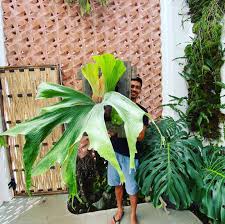 Image result for Platycerium stemaria