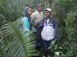 Image result for Mikania sagittifera