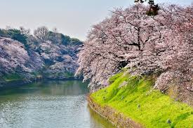 Regarding this, what type of cherry trees are in washington dc? Weeping Cherry Tree Facts Top Tips